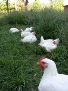 Chicken Harvest: Conscientious Consumption Image